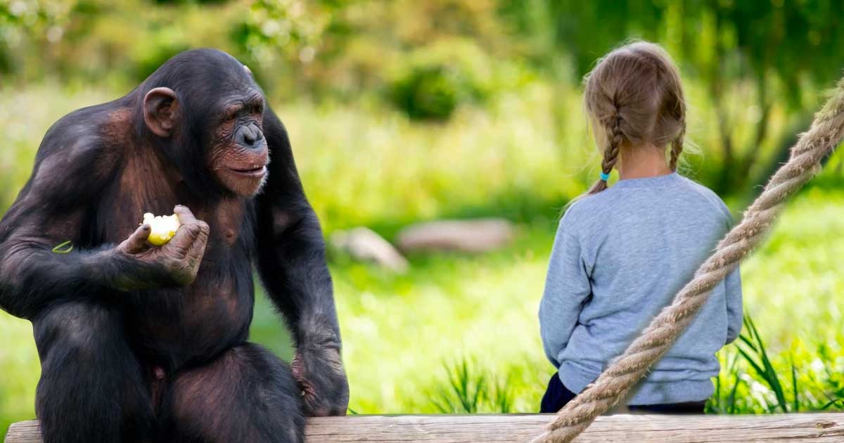 El chimpancé que se robó, mató y se comió a una niña