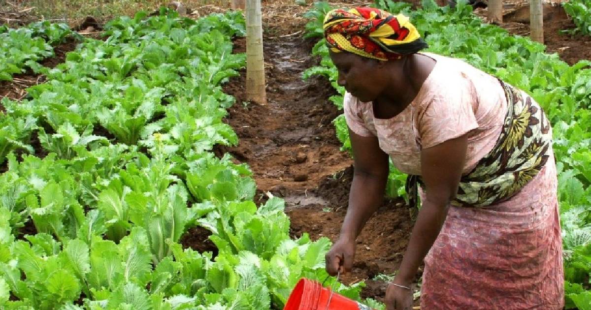 Importación de alimentos, alza de precios, hambre e improductividad en el campo