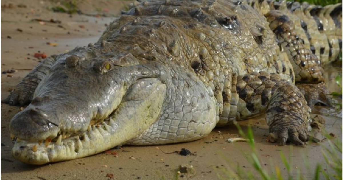 El inusual regalo que le hizo Escalona a una de sus novias