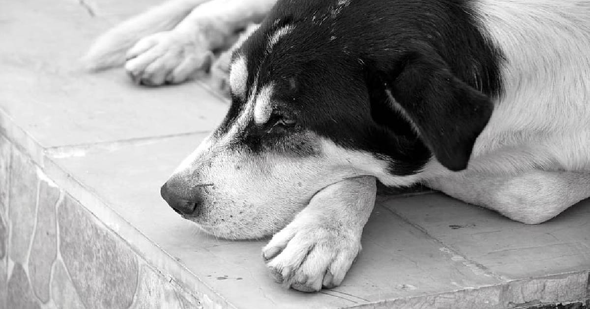 El perro que me sacó lágrimas por la guerra en Ucrania