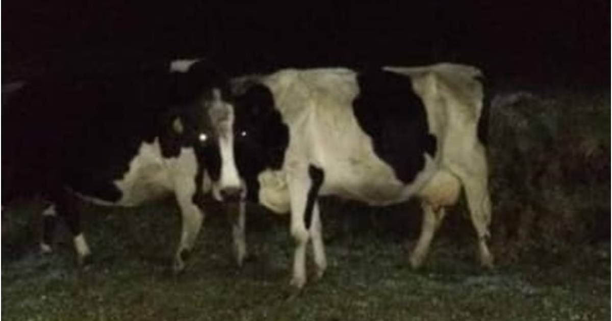 Preocupación en el sur de Nariño porque se están robando las reses