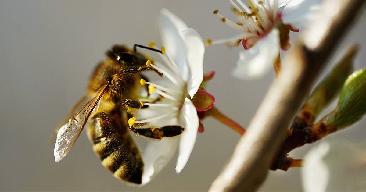 Un foro para entender algo que creemos saber: las abejas, ¿el ser vivo más importante del planeta?