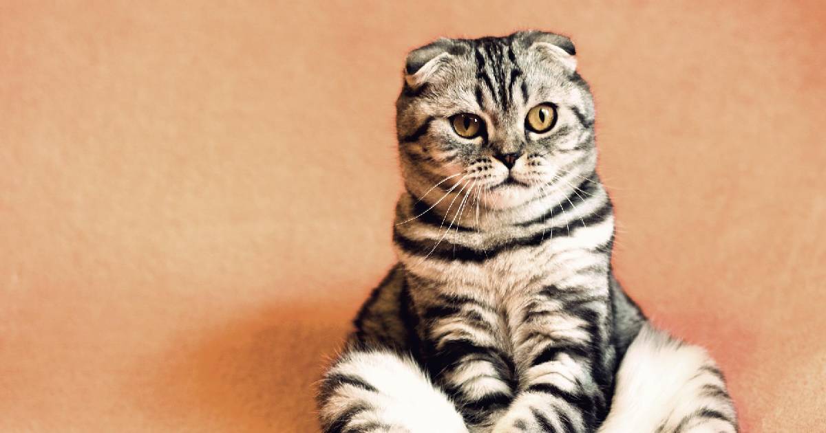 Gobiernos dignos y timoratos: donde haya queso no mandéis gatos