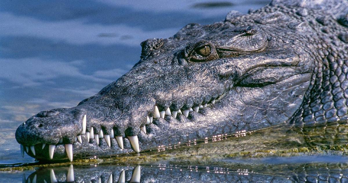 La opinión de los dientes y de las garras