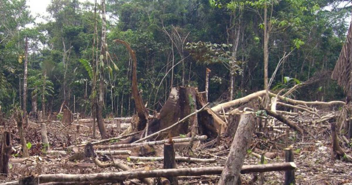 Más triste que la deforestación es la ignorancia de los candidatos sobre el medio ambiente