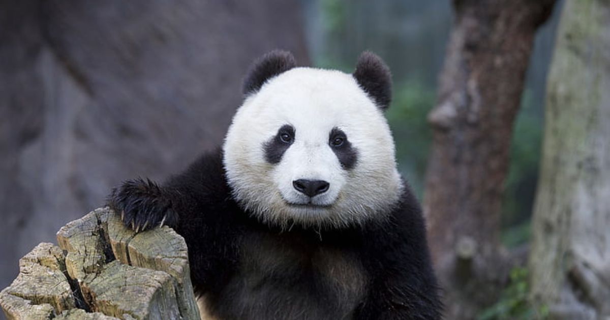 Arrullar pandas: el oficio más tierno del mundo. VIDEO