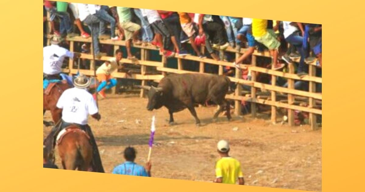 Tragedia y sangre en corralejas y festividades con toros
