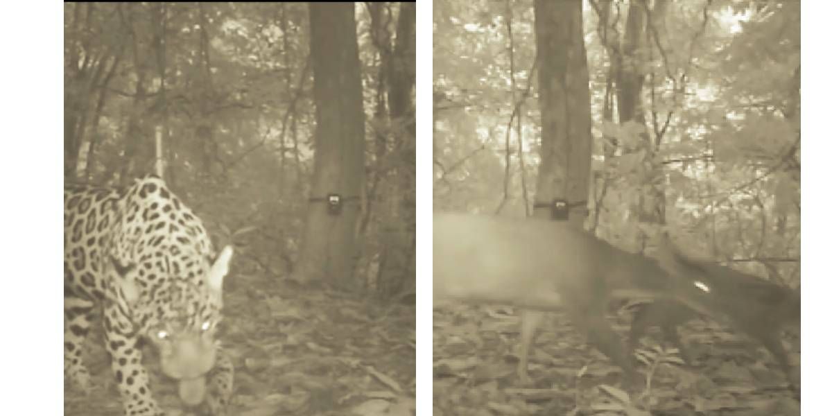 Nuevo avistamiento de jaguar en el Parque Tayrona