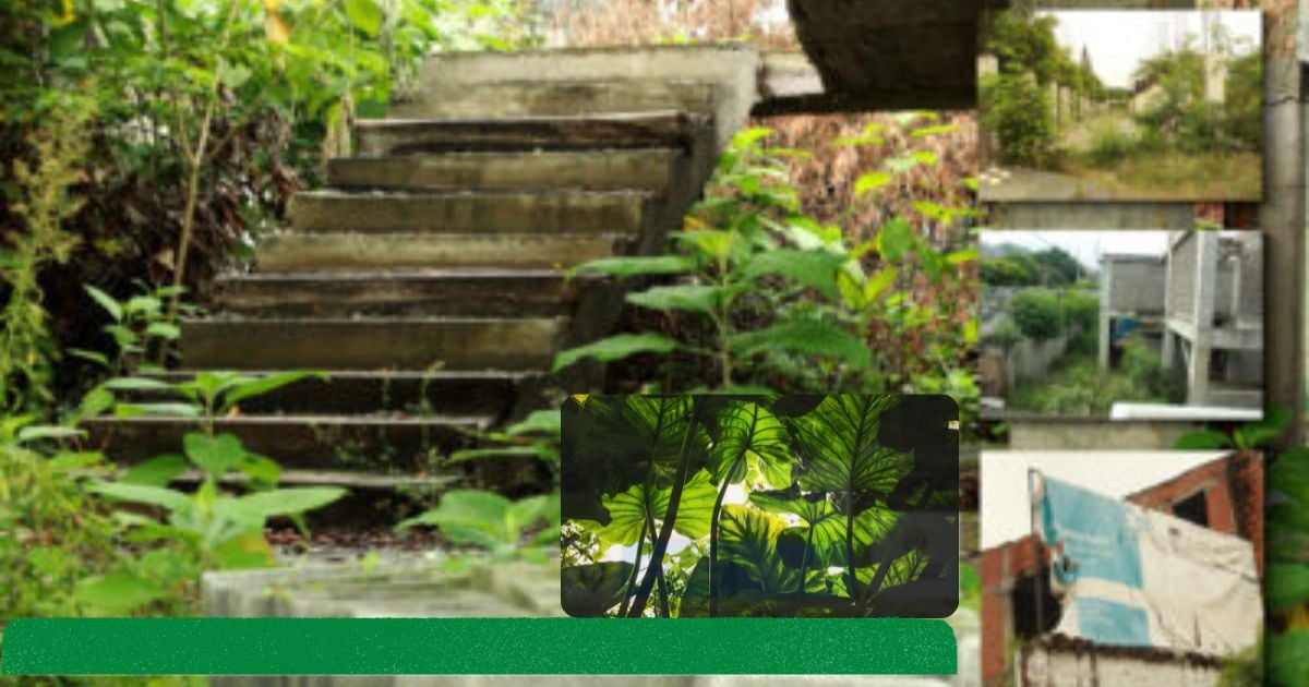 Sedes educativas en Cali en completo abandono