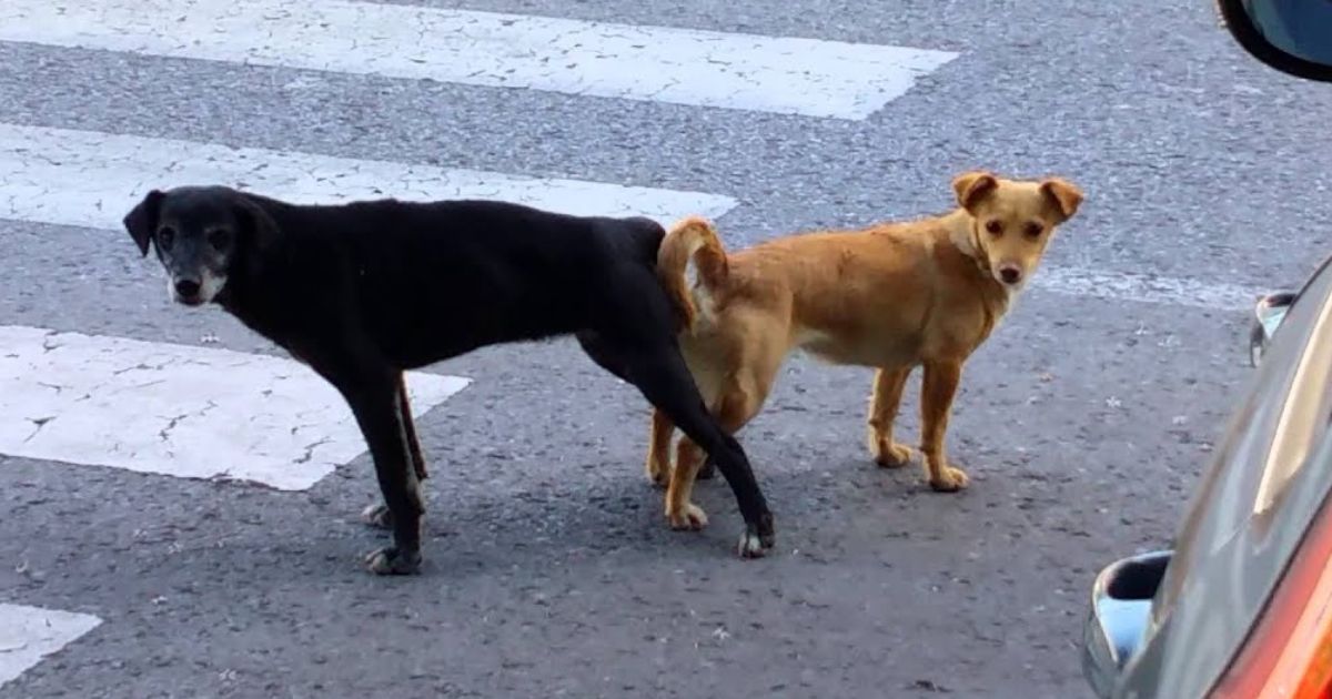 ¿Hasta dónde llega la estupidez?