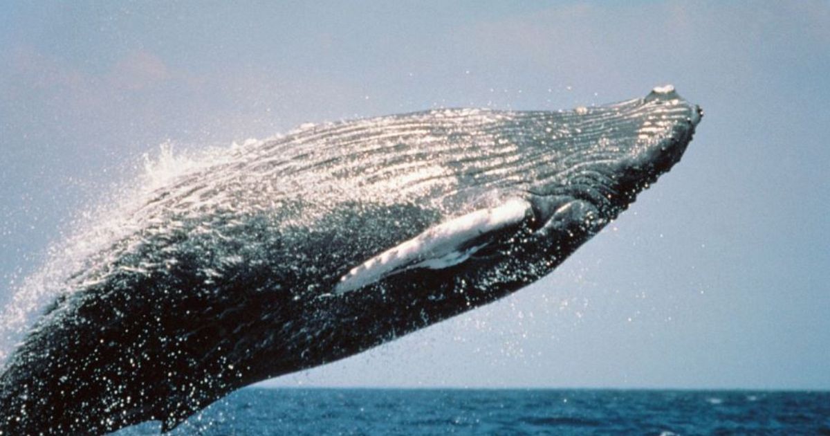 Las ballenas comenzaron a llegar al litoral Pacífico colombiano