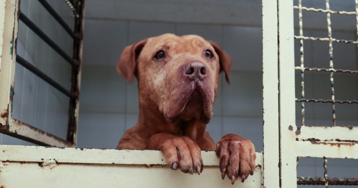 La enfermedad que puede extinguir a los perros en Bogotá