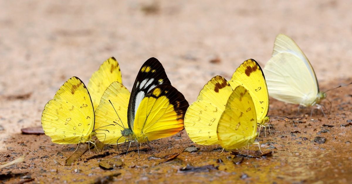 Qué significan las mariposas amarillas en 'Cien años de soledad'? -  