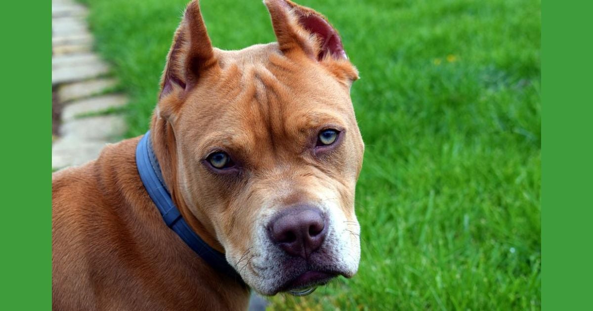 ¿Por qué los Pitbull deberían extinguirse?