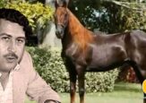 Terremoto, el caballo clonado de Pablo Escobar, un semental que produce millones en EEUU