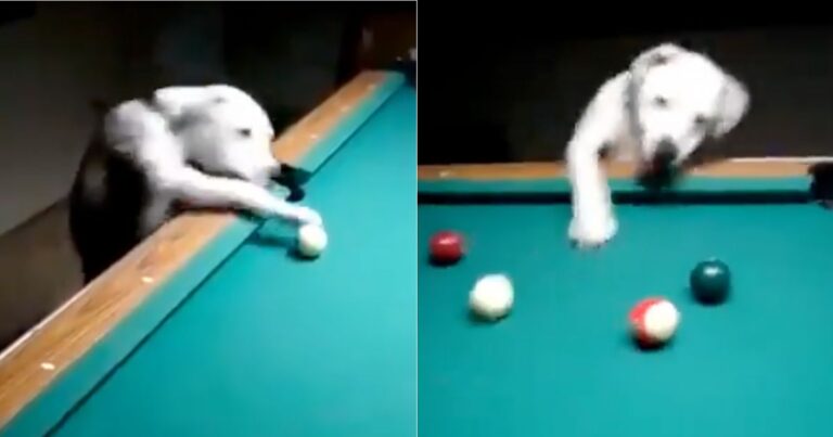 perro viral billar - Las mete todas: El tierno perro que se ha vuelto viral por su talento en el billar