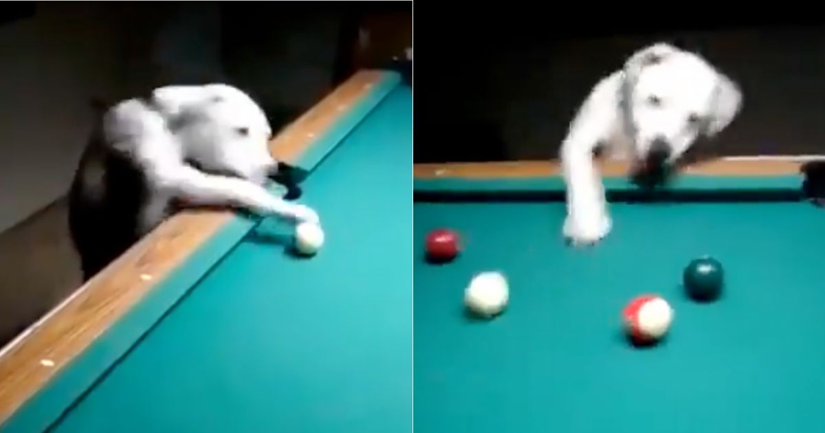 Las mete todas: El tierno perro que se ha vuelto viral por su talento en el billar
