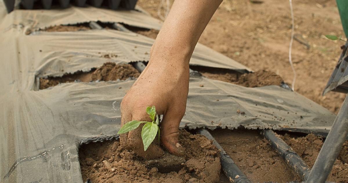Esas señales de una paz derrotada