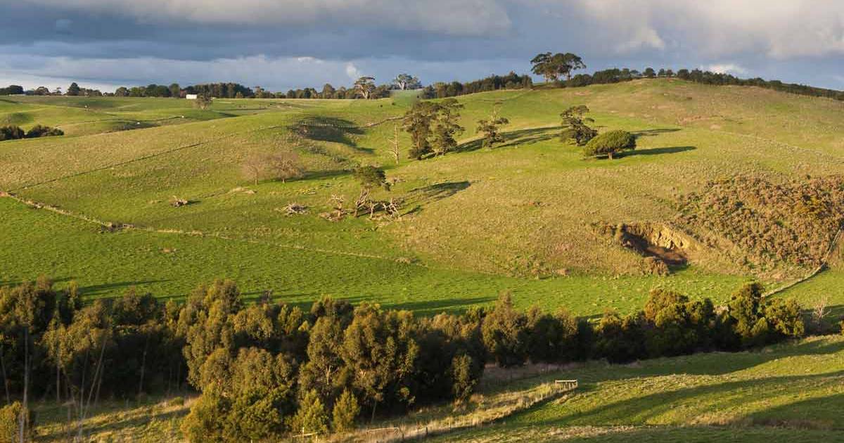 Café, caña panelera, arroz, papa: ¿cuánta tierra es apta para sembrarlos?