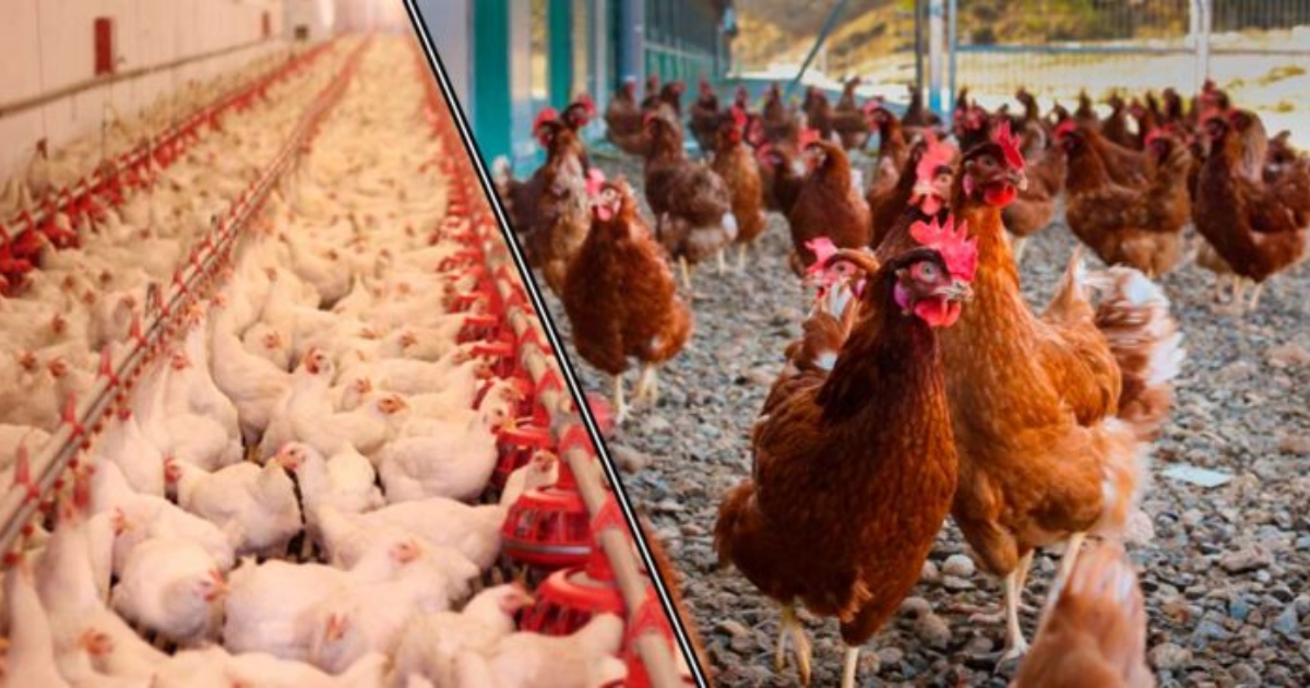 ¿$1700 por un huevo? El horror que tendríamos que pagar gracias a la reforma de Petro