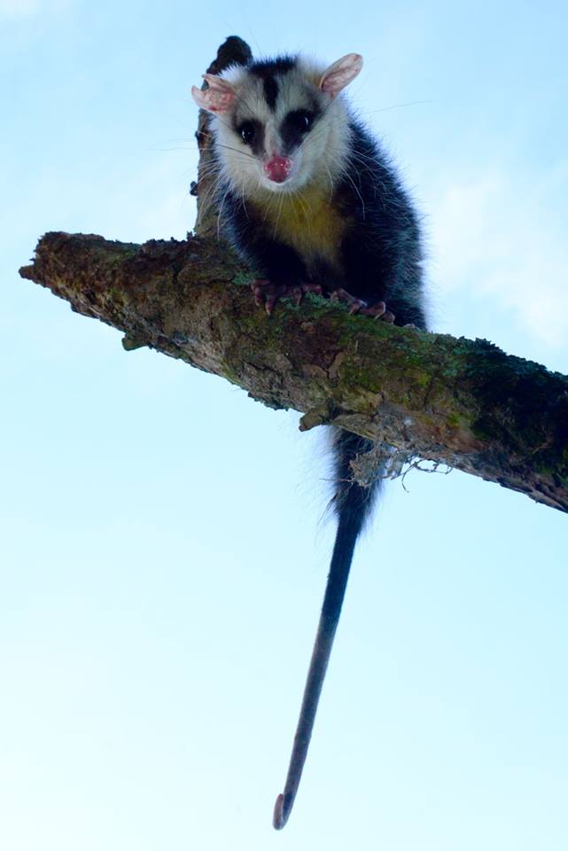  - La chucha, el animal que más detesta la gente en Colombia