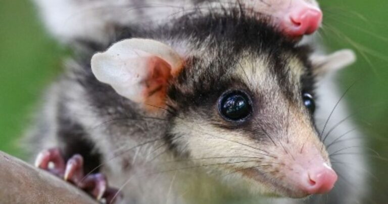  - La chucha, el animal que más detesta la gente en Colombia