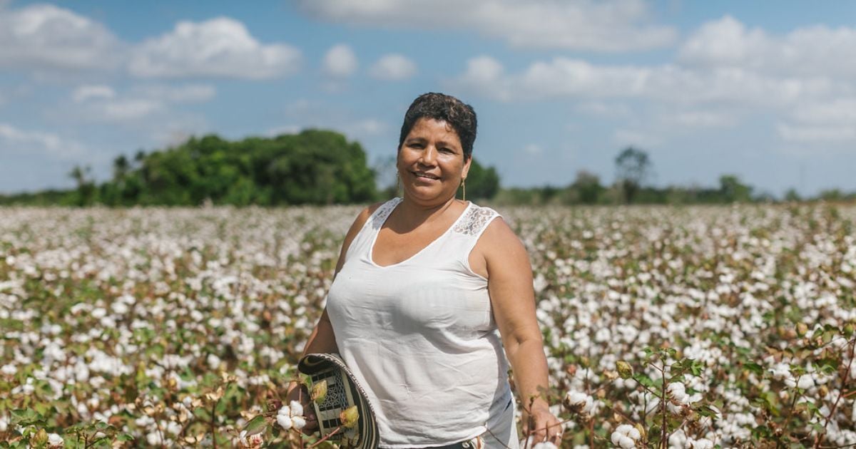 Vuelven los cultivos de algodón al Valle del Cauca