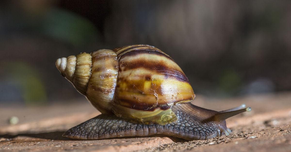 La maldita vanidad: la verdadera razón por la que el caracol africano invadió Colombia