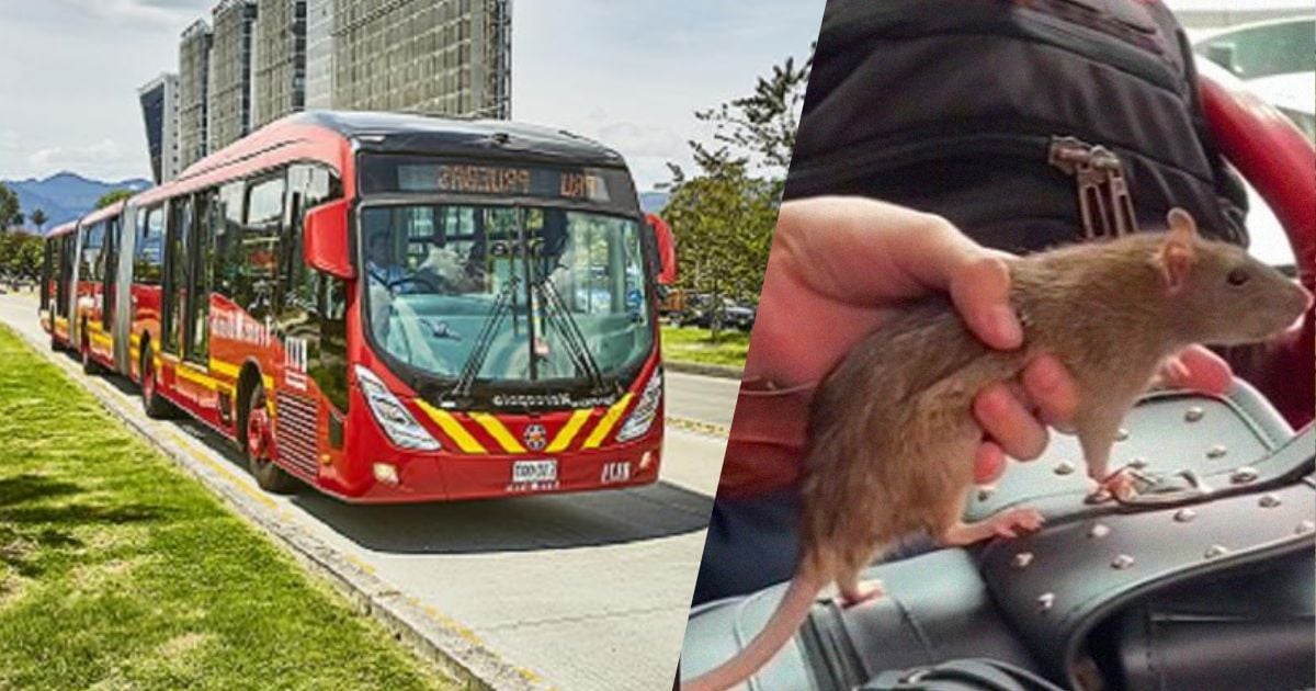 Vender dulces quedó en el pasado: alquilar ratas es el nuevo negocio en los transmilenios