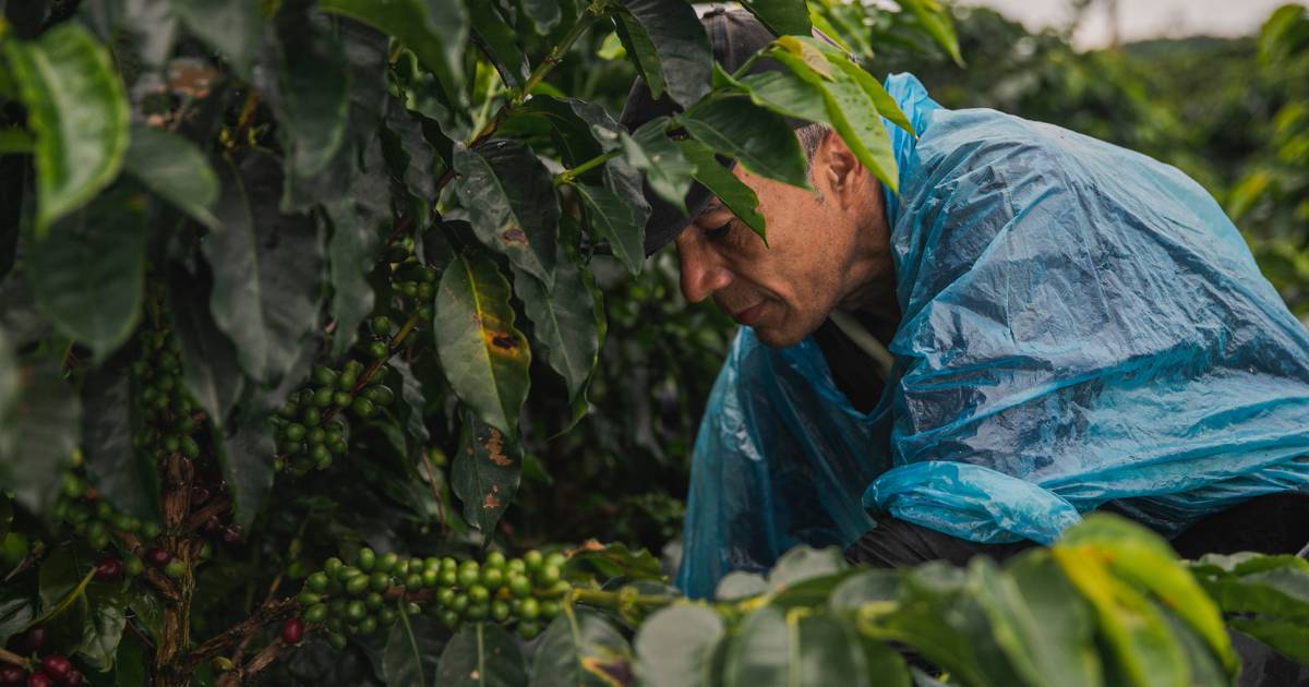 Por incumplimientos, el café ya no sería buen negocio para caficultores