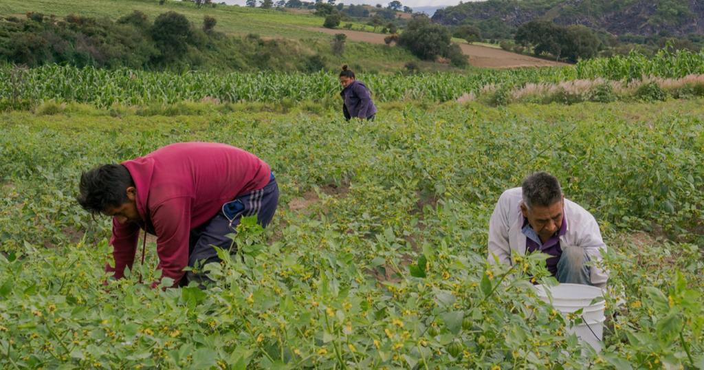 El cultivo de coca podría superar el de café en Colombia