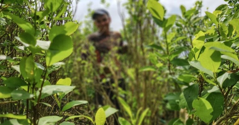  - Cauca, a quitarse la máscara del narcotráfico