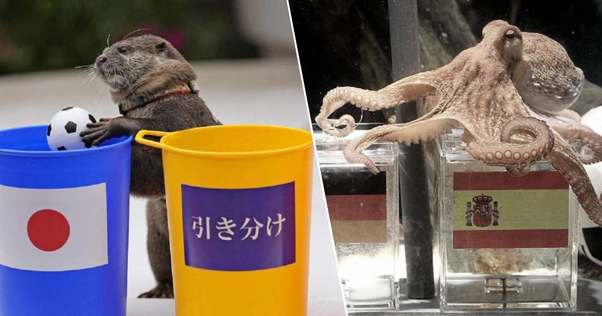 Adiós al pulpo Paul: la nutria que sorprende por sus predicciones en Catar 2022