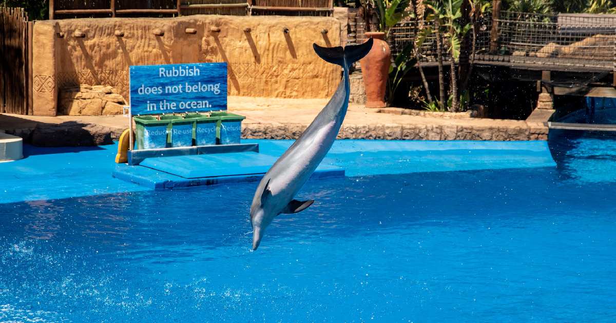 No asistas en estas vacaciones a ver delfines en cautiverio