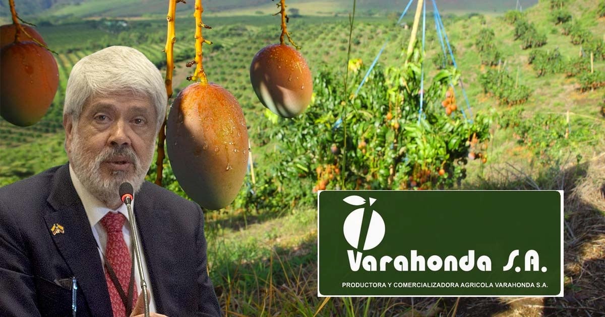 Agricultores del Valle coronan con sus mangos: llegan a EEUU