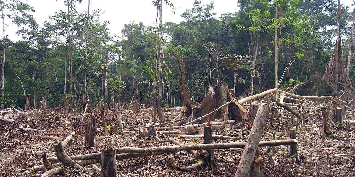 ¿Detener la deforestación en la Amazonía colombiana?