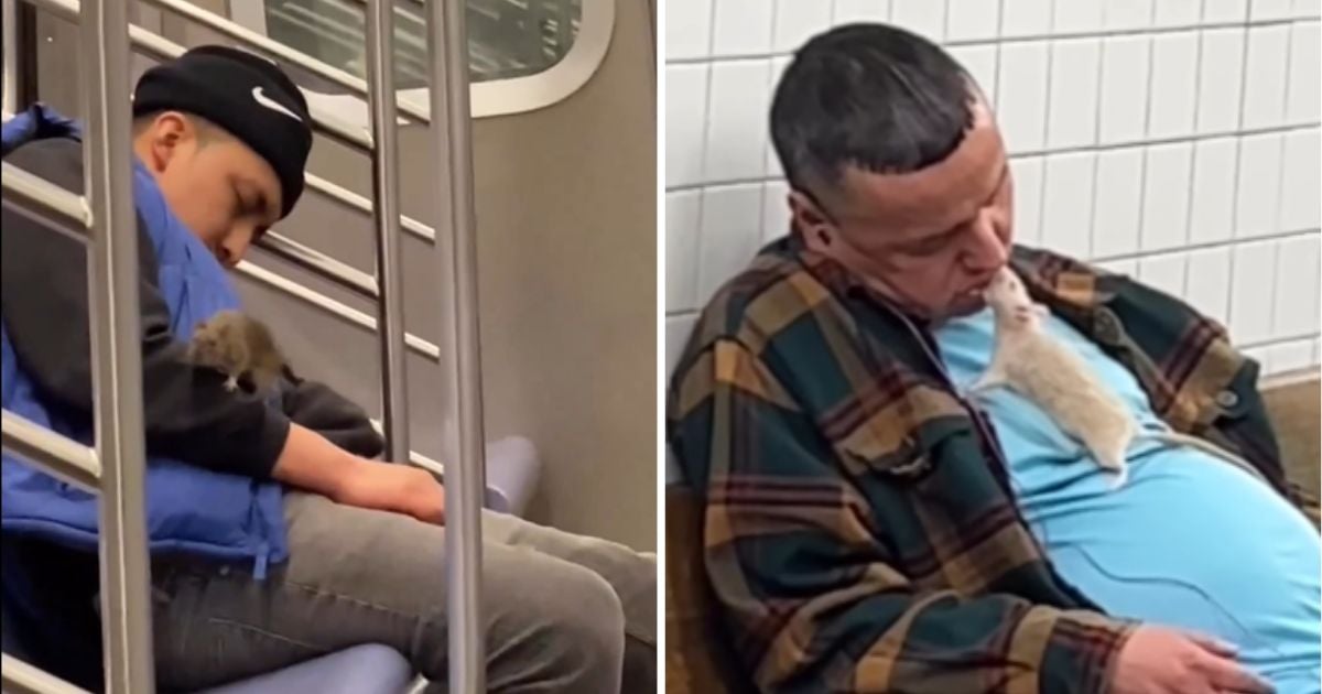¿Así será el de Bogotá? las amistosas ratas que se ven en el metro de Nueva York