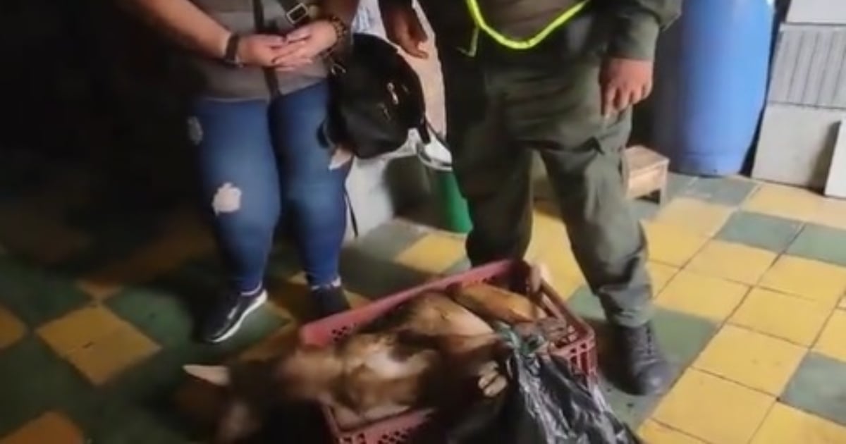 Restaurante de comida china sacrificaba animales en su cocina y cazaba ratones