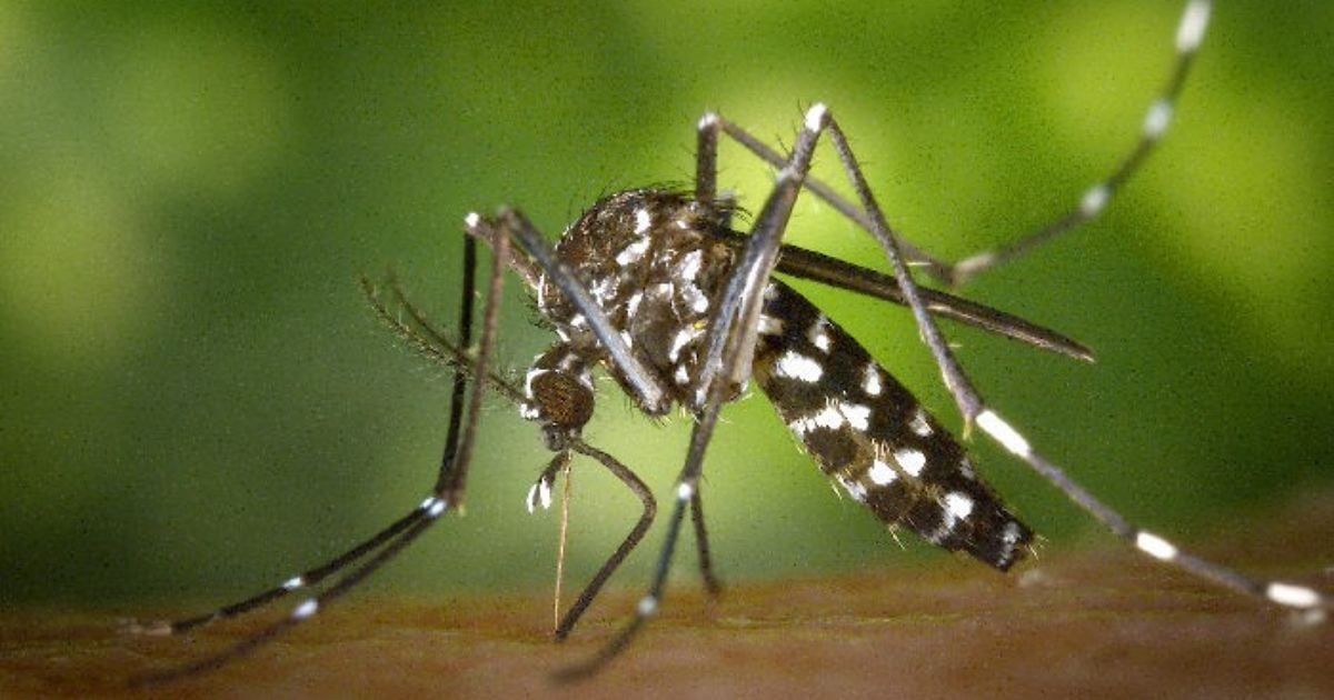 El dengue, el mal que transmite un mosquito