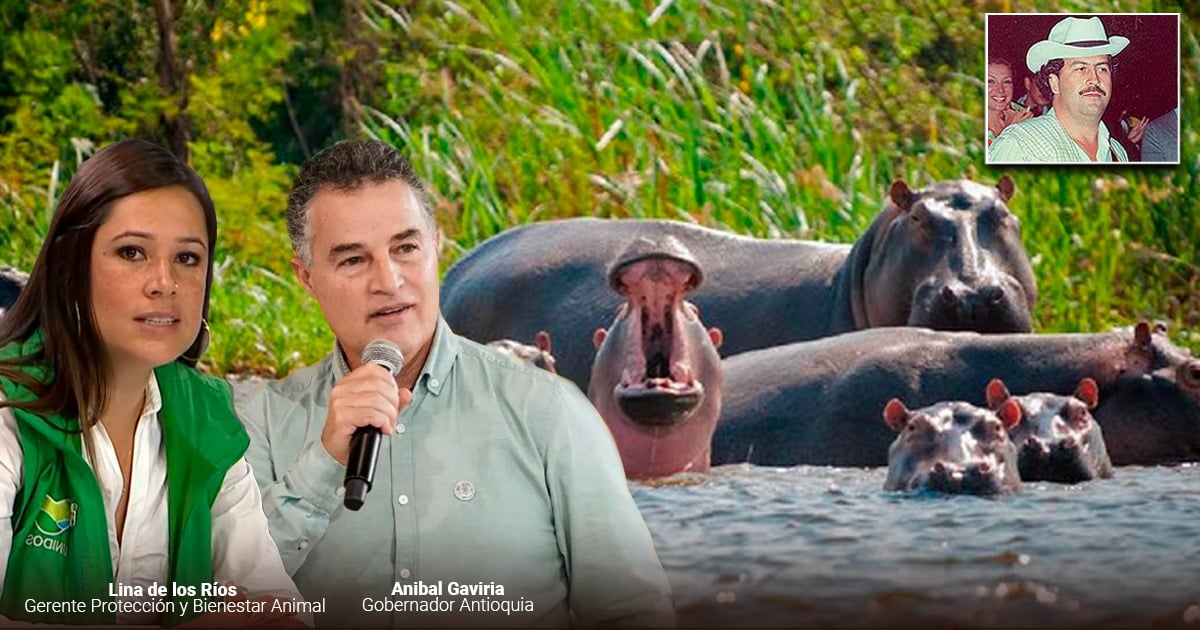 Se van al pueblo del Chapo Guzmán: la sacada de Colombia de los hipopótamos de Pablo Escobar