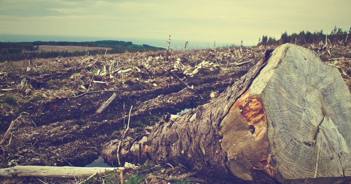 ¿Dónde están las autoridades que vigilan la deforestación en el país?