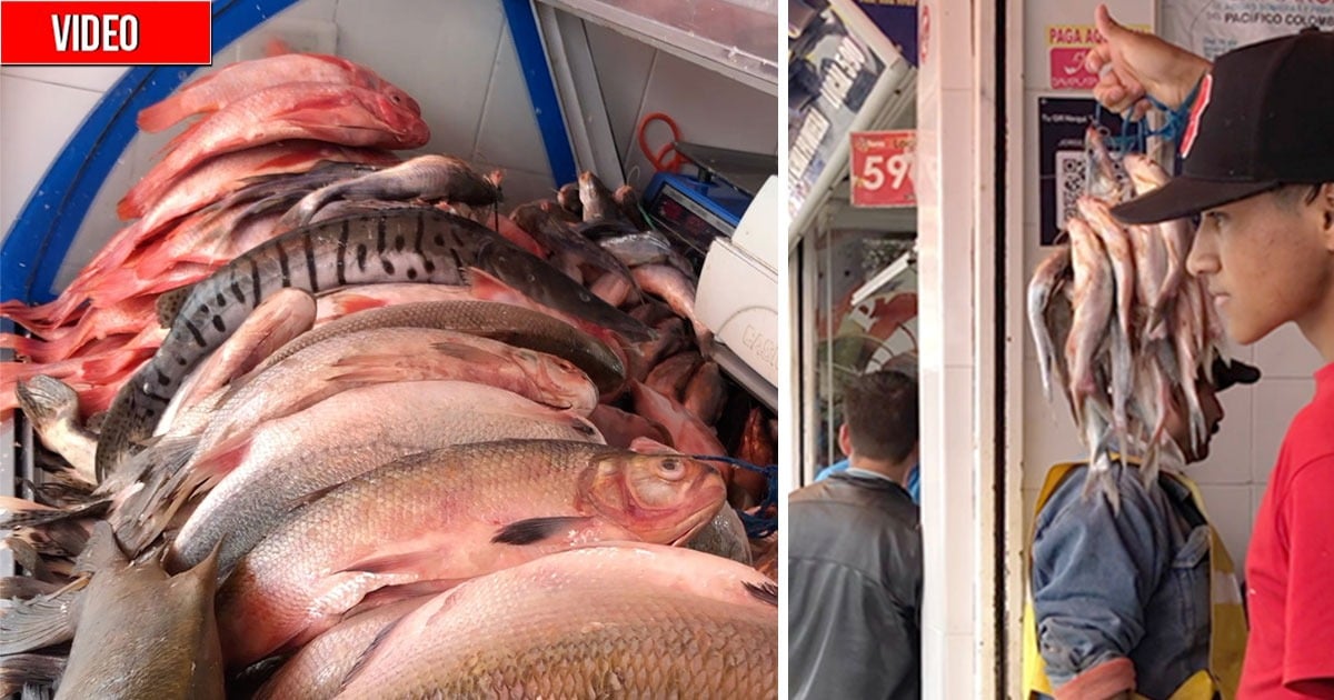 ¿Dónde se consigue el pescado mas barato y fresco en Bogotá?