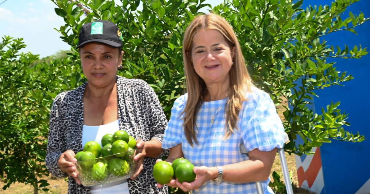 Avanza la transformación agroindustrial del sur del Atlántico con cultivos de palma de aceite, limón, cacao y plátano