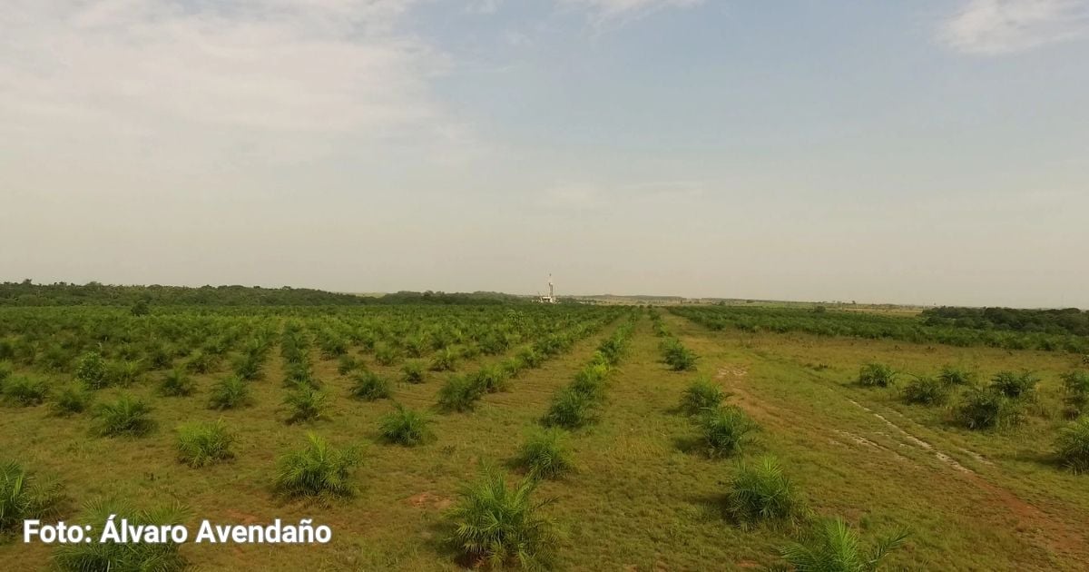 Los conflictos socioambientales del cultivo de palma en Colombia