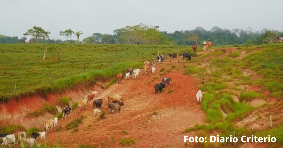 ¿Por qué está desatada la deforestación en Caquetá?