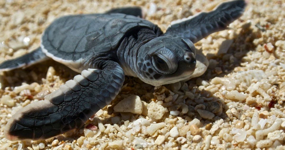 'Next Domes', así funciona el milagro de científicos y marcas para conservar a las tortugas marinas