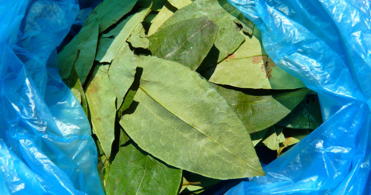 De la sustitución de coca, a la sustitución de economías, ¿para cuándo?