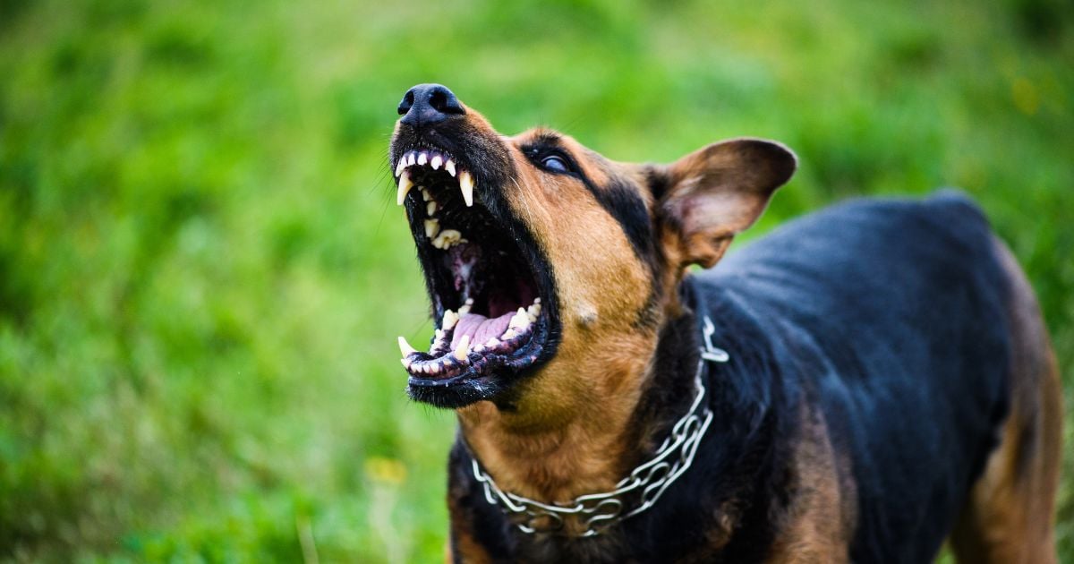 Señor dueño: no sea animal, no permita que su perro se convierta en asesino