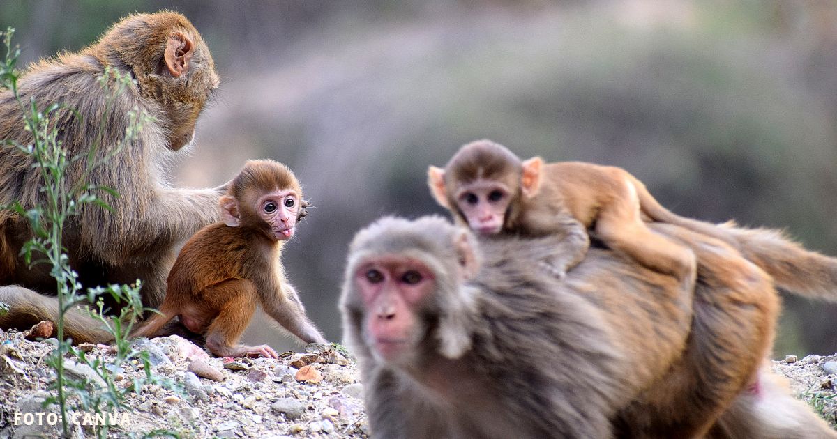 La lucha por rescatar a los primates del tráfico ilegal en Colombia