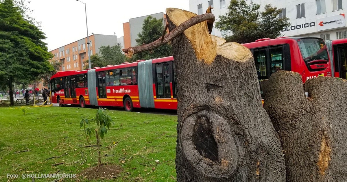 Arboricidio en Bogotá por cuenta del metro